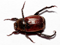 Hoplia philanthus